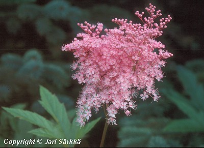  Filipendula rubra Venusta